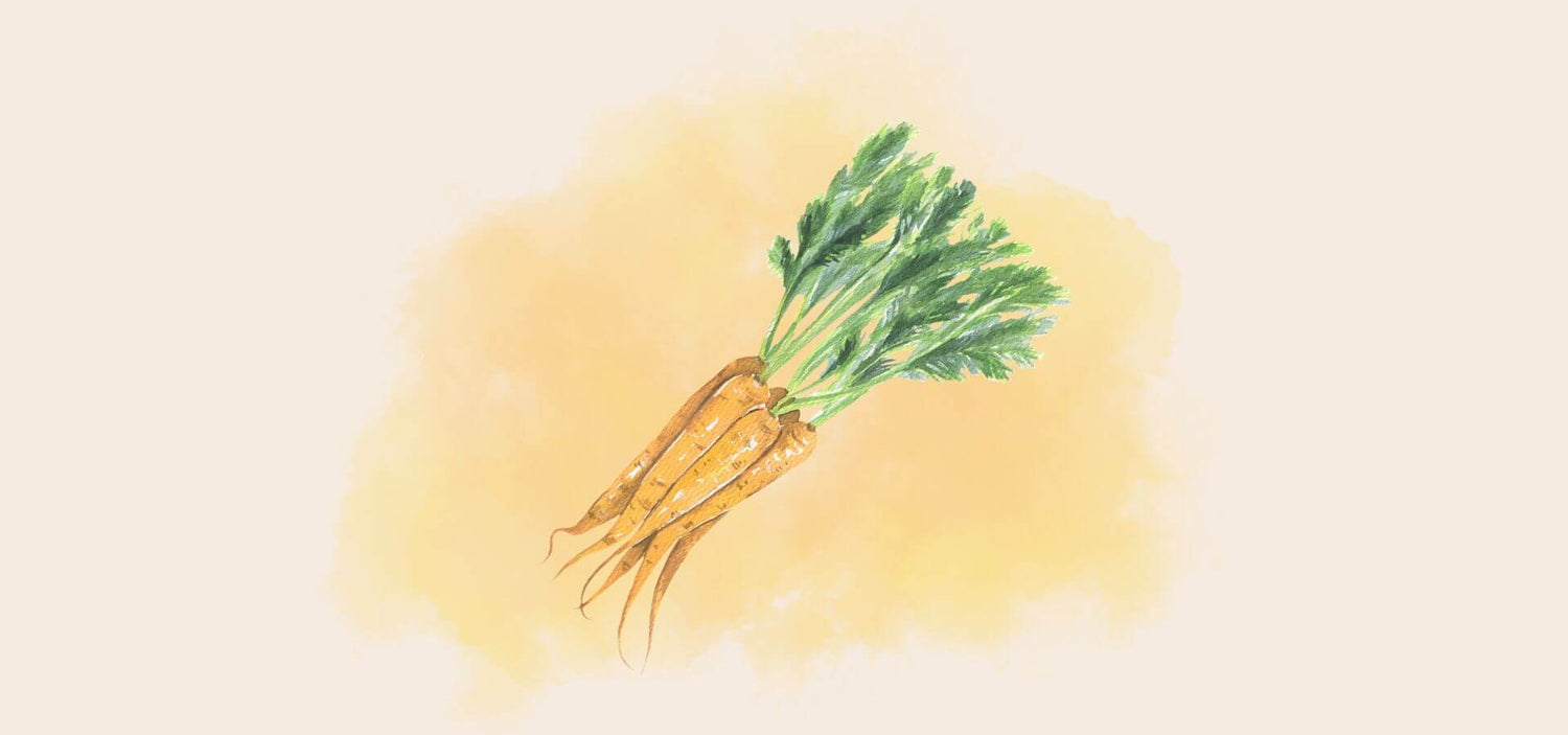 Illustriertes Bild einer orangenen Möhre, mit Möhrengrün
