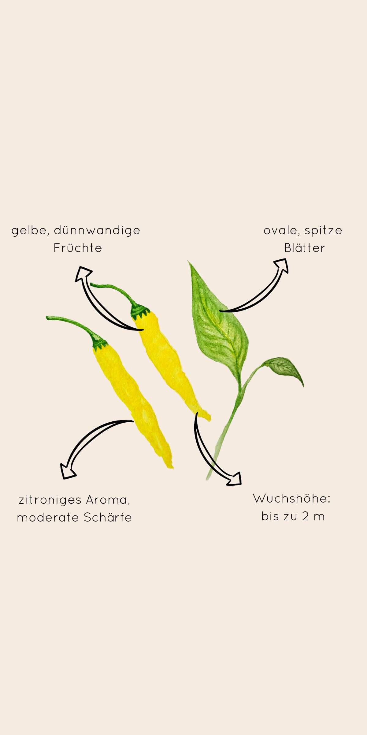 Beschreibung des Aussehens der Chili "Lemon Drop"