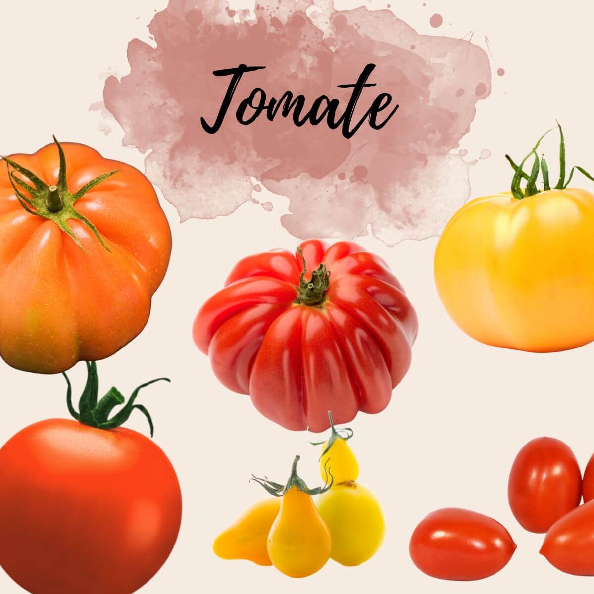 Vergleich verschiedener Tomatensorten: Kleine, gelbe Tomate, rote Cocktailtomate, rote Fleischtomate, große, gelbe Tomate