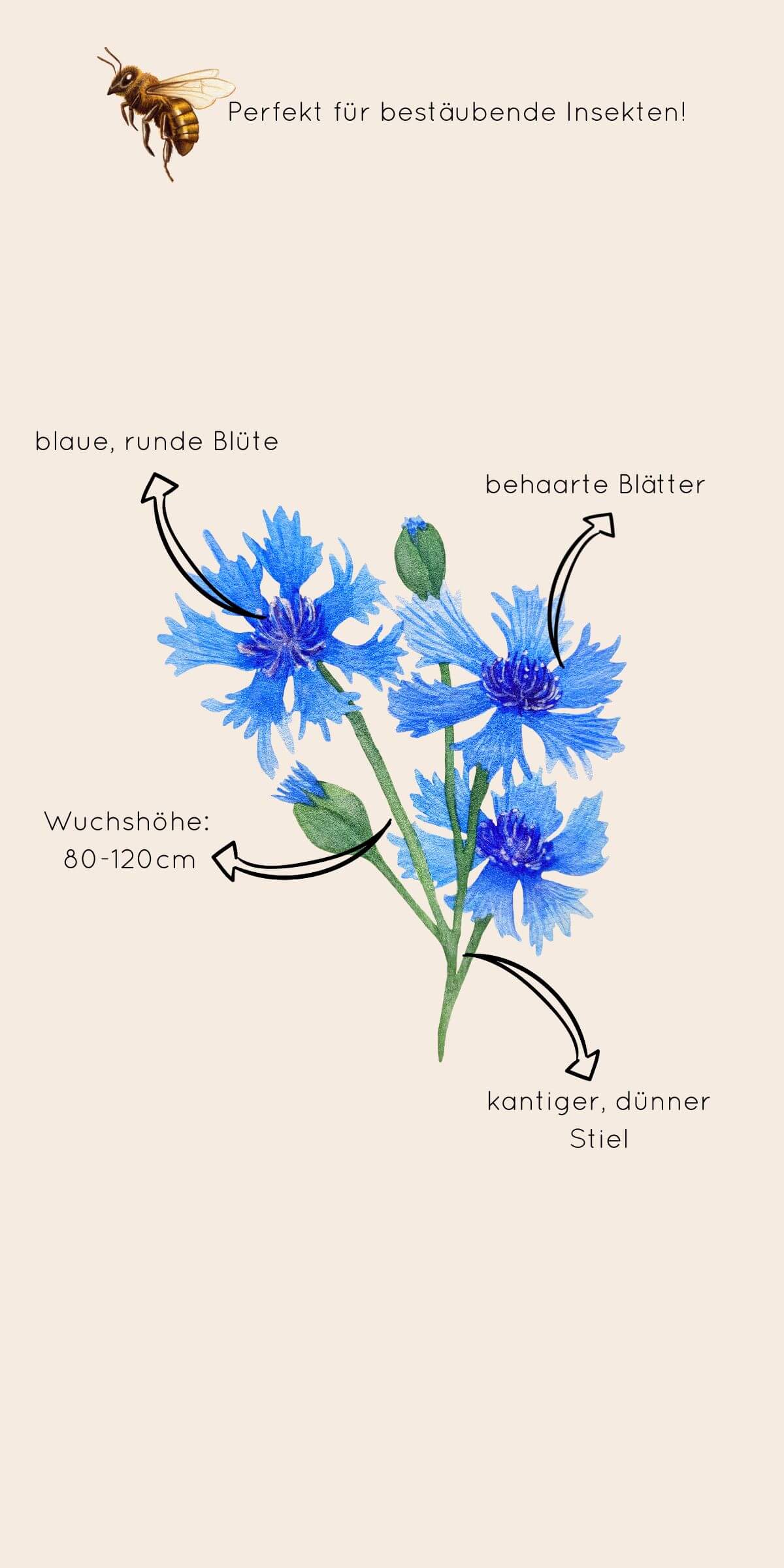 Informationen zum Aussehen und der Wuchsart der Kornblume "Blauer Junge"