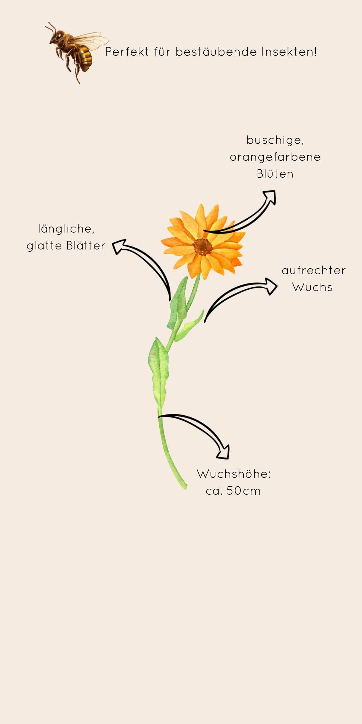 Beschreibung von Aussehen und Wuchsart der Ringelblume "Orange"