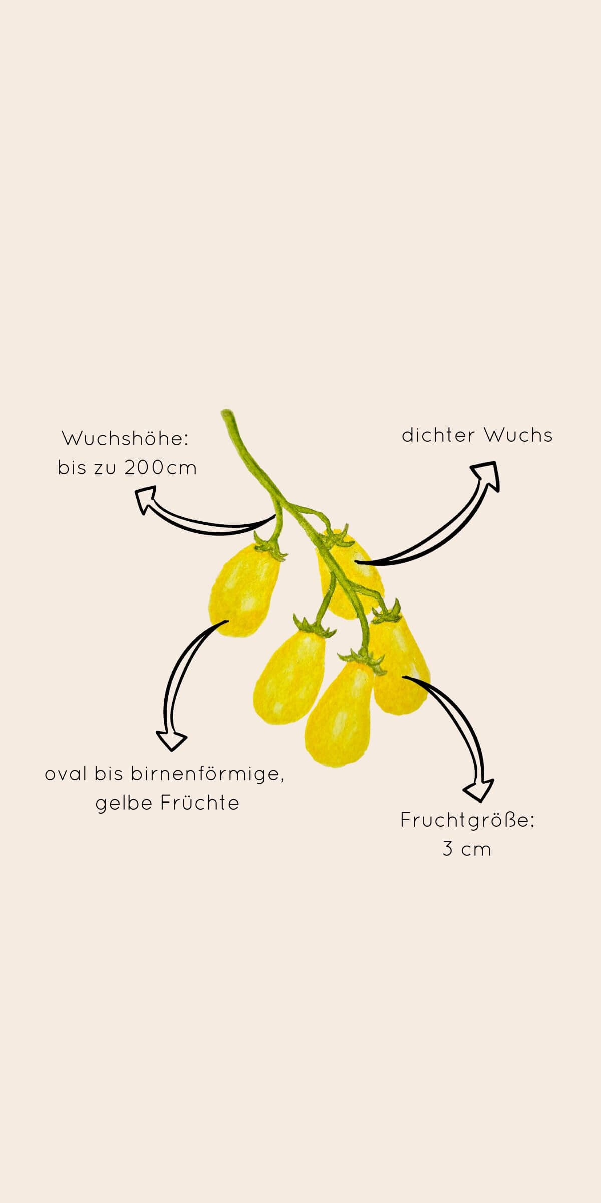 Beschreibung von Aussehen und Wuchsform der gelben Cherrytomate "Dattelwein""
