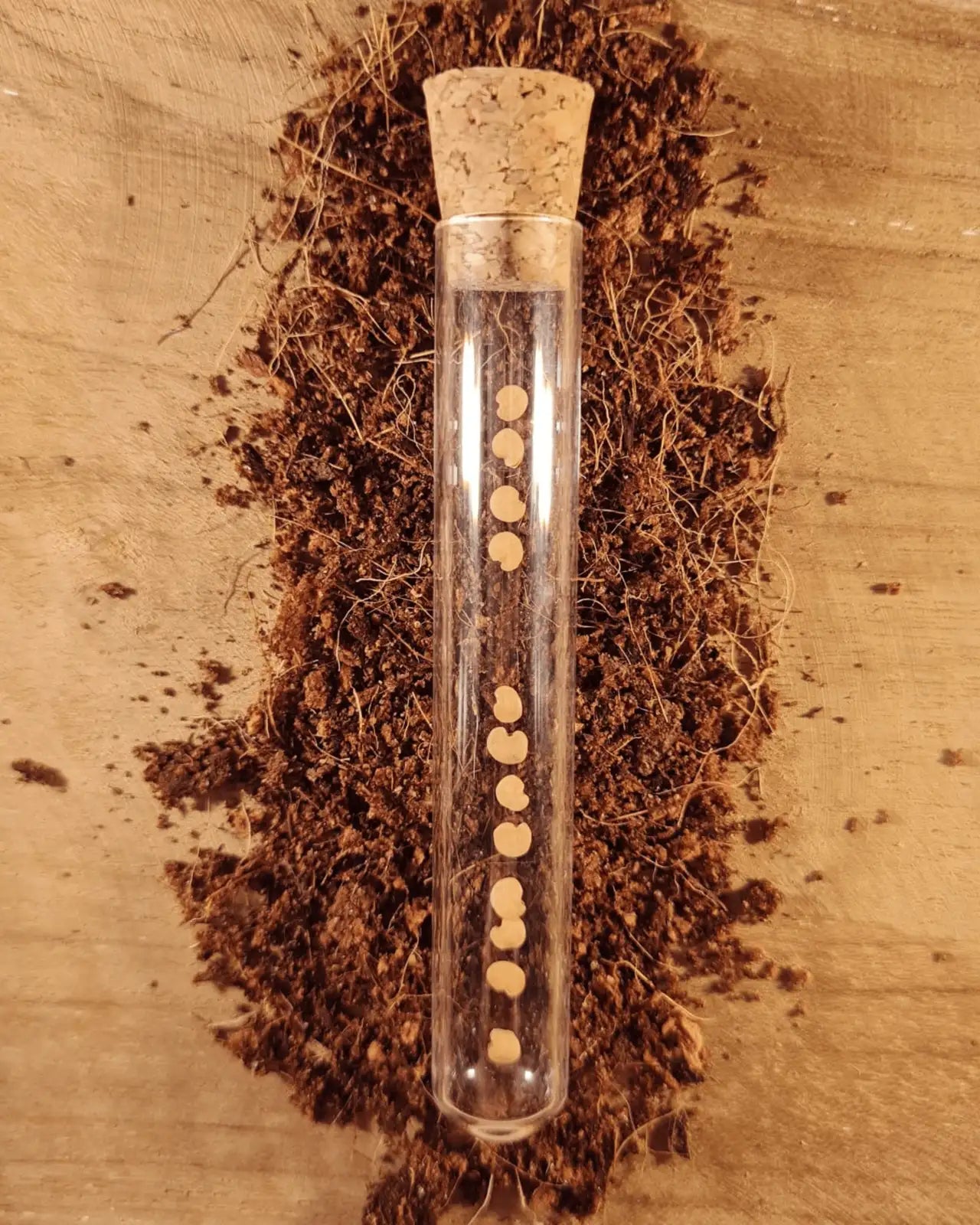 Reagenzglas mit Saatgut für Mini-Aubergine auf Kokoserde