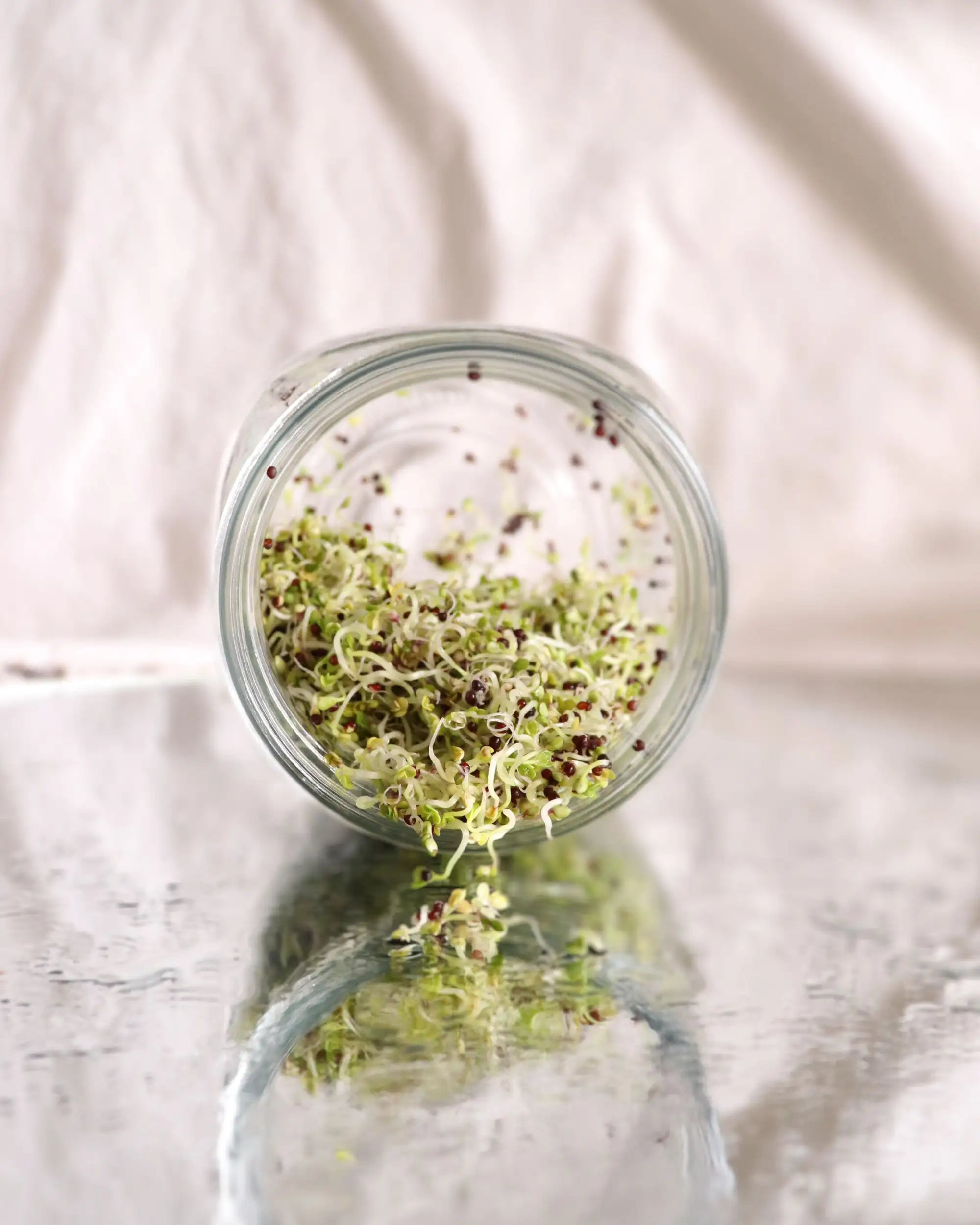 Brokkoli-Sprossen im Keimglas von SeedMe