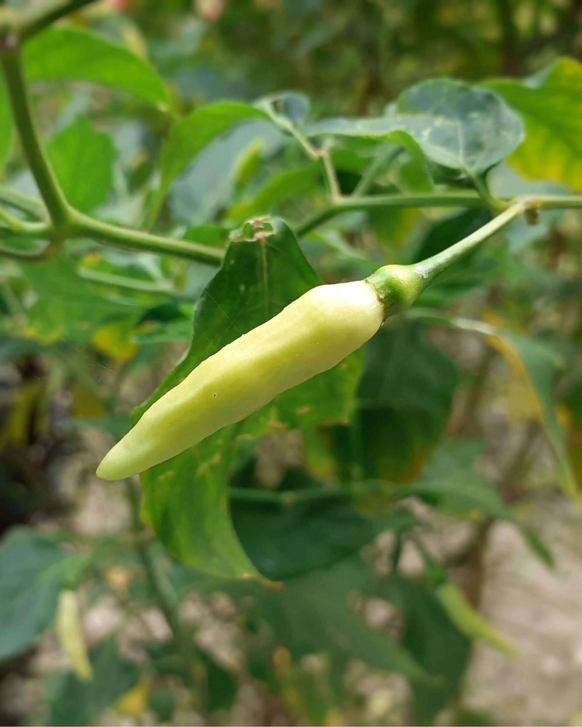 Foto von Chili Lemon Drop, die an der Chili-Pflanze hängt