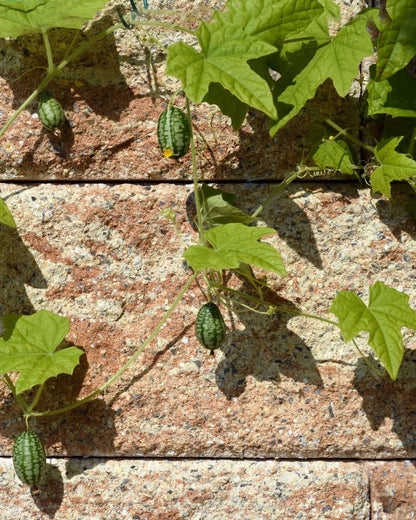 Foto von Cocktailgurke an der Pflanze, vor einer Mauer