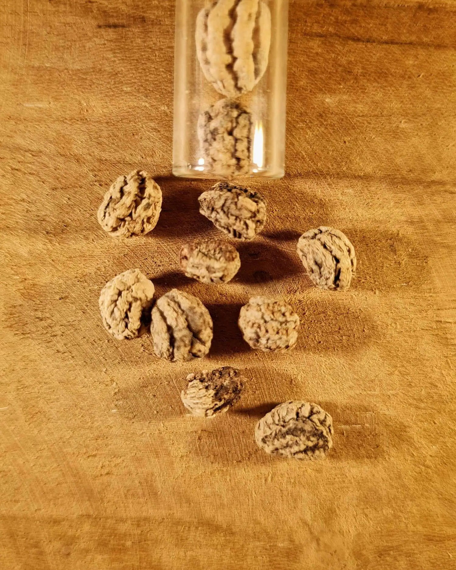 Samen für Kapuzinerkresse, die aus einem Reagenzglas ausgeschüttet werden