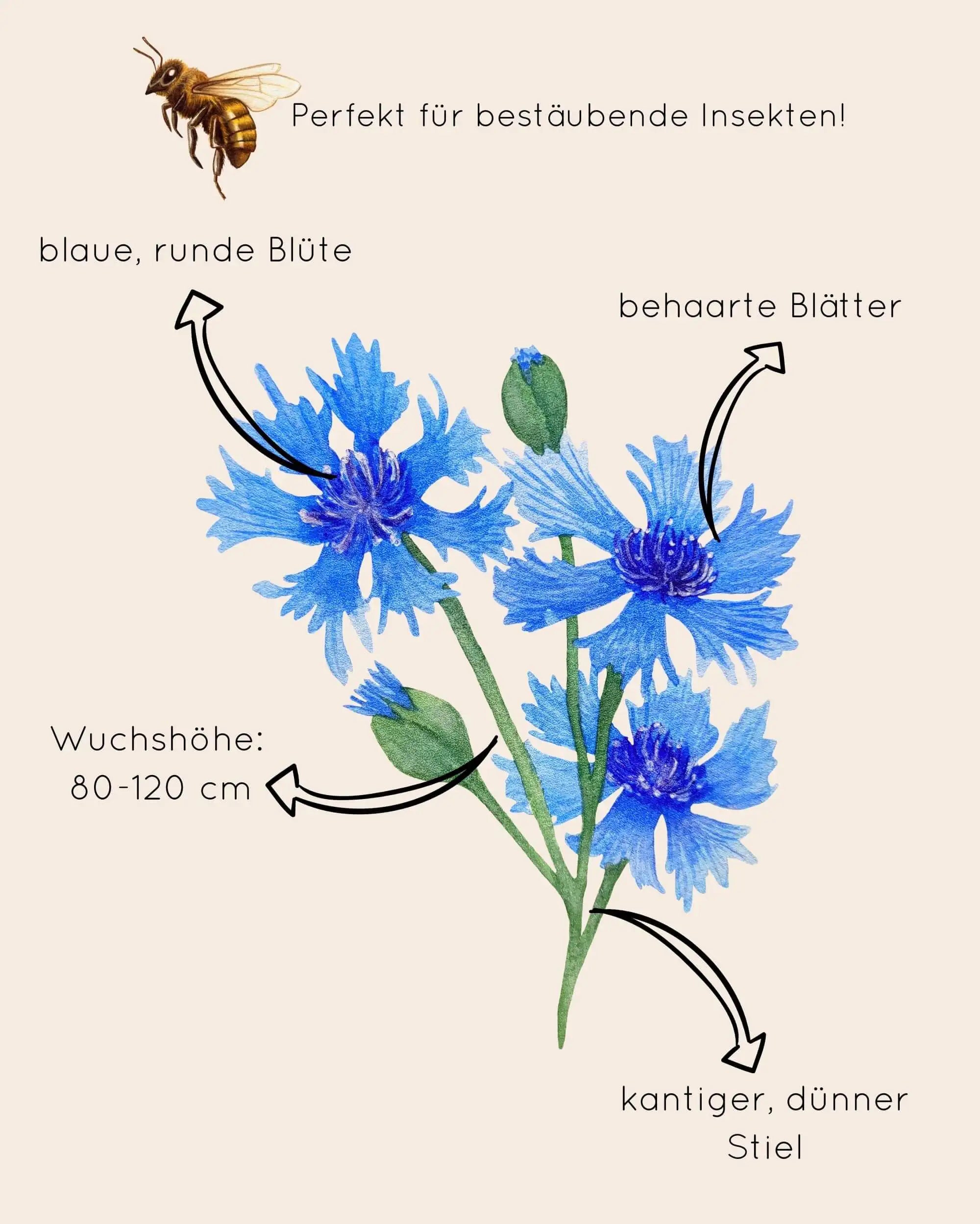 Zeichnung von blauer Kornblume zur Beschreibung ihres Aussehens