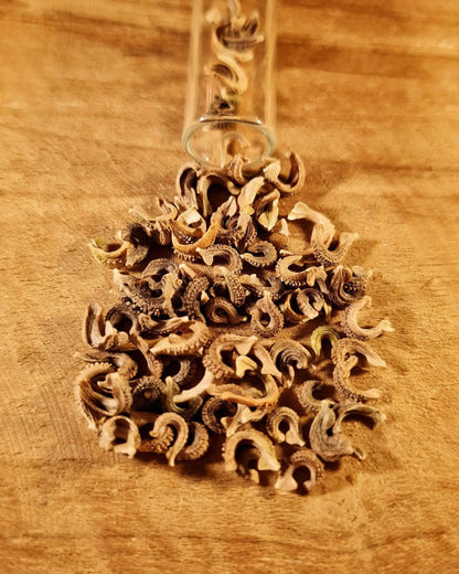 Samen für Ringelblume, die aus einem Reagenzglas geschüttet werden