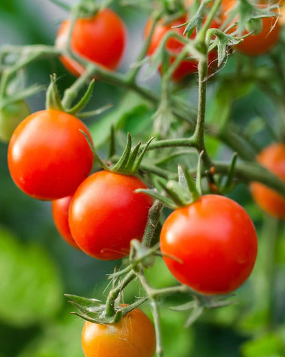 Rote Tomate, die in dichten Trauben an der Pflanze hängt
