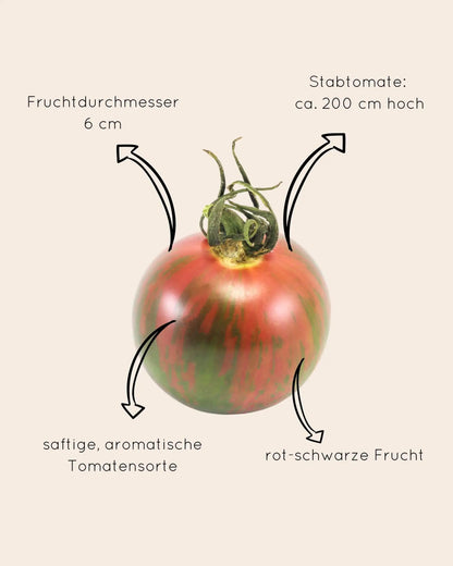 Foto von schwarzer Tomate mit Erklärungen zu Wachstum und Aussehen