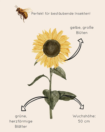 Zeichnung von Sonnenblume mit Erklärungen zu Wachstum und Aussehen