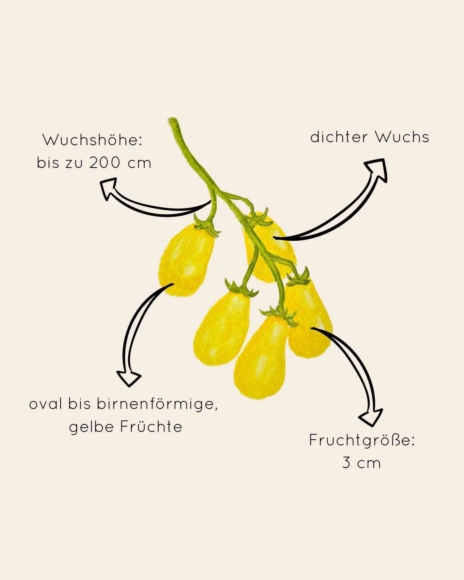 Zeichnung von gelber Tomate mit Erklärungen zu Wachstum und Aussehen