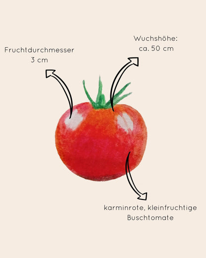 Zeichnung von roter Tomate mit Erklärungen zu Wachstum und Aussehen